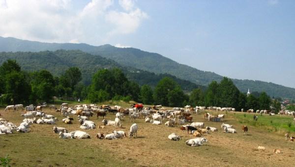 accampamento.jpg - Paesana ore 15. Dopo una marcia di 22 Km. i margari si accampano a Paesana per trascorrervi la notte. Le vacche bevono, si rifocillano, danno la poppata ai vitelli